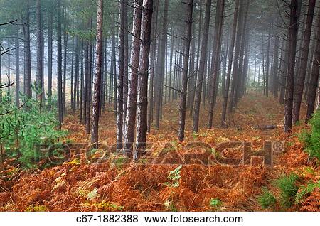 Woodland colour in Autumn fog October Norfolk UK View Large Photo Image Stock Photo - Woodland colour in Autumn fog October Norfolk UK. Fotosearch