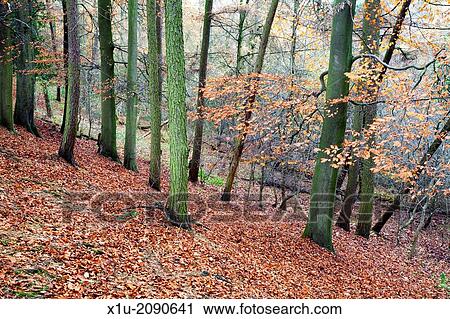 Woodland in Autumn near Knaresborough North Yorkshire England. View Large Photo Image Stock Image - Woodland in Autumn near Knaresborough North Yorkshire England.. Fotosearch