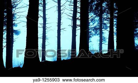 Woods on Beacon Fell in Bowland, Lancashire, England, UK View Large Photo Image Stock Image - Woods on Beacon Fell in Bowland, Lancashire, England, UK. Fotosearch