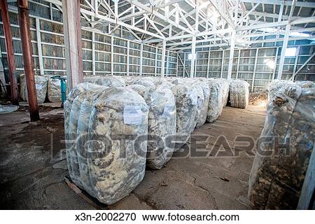 Wool production, Estancia San Gregorio, Chile, south america. View Large Photo Image Stock Image - Wool production, Estancia San Gregorio, Chile, south america.. Fotosearch