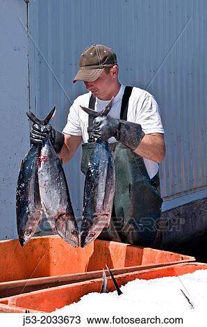 Worker at fish processing plant packing frozen tuna into tote with ice immediately after they are unloaded from fishing boat, Charleston, Oregon USA. View Large Photo Image Stock Image - Worker at fish processing plant packing frozen tuna into tote with ice immediately after they are unloaded from fishing boat, Charleston, Oregon USA.. Fotosearch