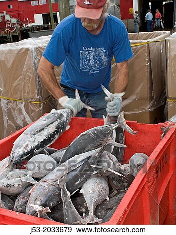 Worker at seafood processing plant sorting and transferring albacore tuna just delivered by commercial fishing boat, Port of Ilwaco, Washington USA. View Large Photo Image Stock Photo - Worker at seafood processing plant sorting and transferring albacore tuna just delivered by commercial fishing boat, Port of Ilwaco, Washington USA.. Fotosearch