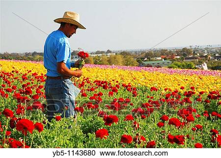 Worker, Carlsbad Flower Fields, California View Large Photo Image Stock Image - Worker, Carlsbad Flower Fields, California. Fotosearch