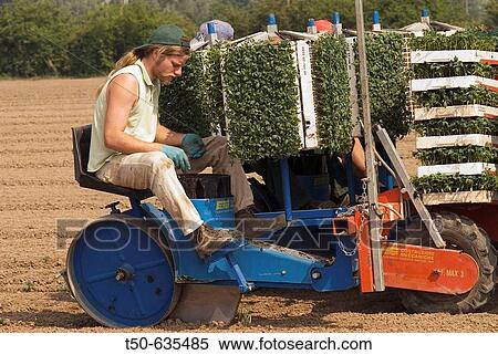 Worker using tomato-transplanting machinery in field View Large Photo Image Stock Photography - Worker using tomato-transplanting machinery in field. Fotosearch