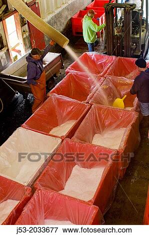 Workers at seafood processing plant filling large plastic totes with ice for use in packing pink shrimp, Ilwaco, Washington, USA. View Large Photo Image Stock Photo - Workers at seafood processing plant filling large plastic totes with ice for use in packing pink shrimp, Ilwaco, Washington, USA.. Fotosearch