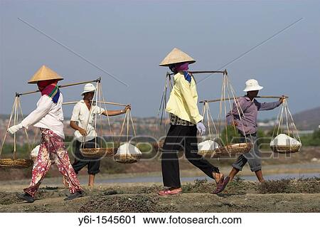 Workers carry salt baskets along dykes between salt ponds Viatnam View Large Photo Image Stock Image - Workers carry salt baskets along dykes between salt ponds Viatnam. Fotosearch