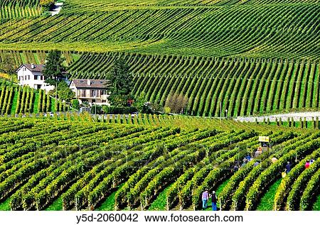 Workers harvesting grapes, vintage, canton Vaud, Switzerland. View Large Photo Image Stock Image - Workers harvesting grapes, vintage, canton Vaud, Switzerland.. Fotosearch