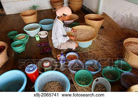 Workers processing dried shrimp, indonesia, asia View Large Photo Image Stock Image - Workers processing dried shrimp, indonesia, asia. Fotosearch