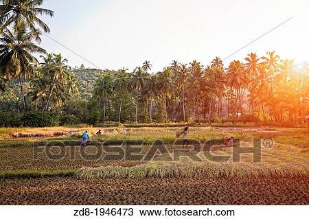 Stock Image - working ar rice in goa. india.. Fotosearch