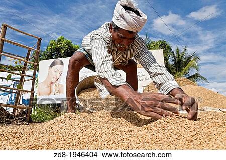 working at rice in allepey. india. View Large Photo Image Picture - working at rice in allepey. india.. Fotosearch