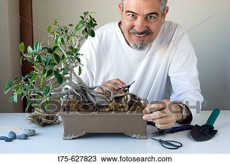 Working in Bonsai (Ficus Retusa). View Large Photo Image Stock Image - Working in Bonsai (Ficus Retusa).. Fotosearch