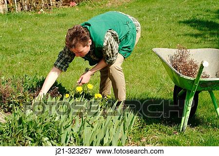 Stock Photo - Working in the garden, picking weeds. Bavaria, Germany. Fotosearch
