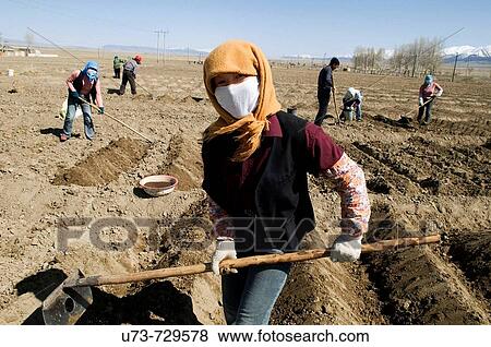 Stock Photo - Working in the potato fields in Kazakhstan. Fotosearch