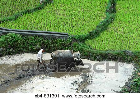 Working in the rice field, Bhagirathi valley (or the Gange valley), Uttarakhand, India View Large Photo Image Stock Image - Working in the rice field, Bhagirathi valley (or the Gange valley), Uttarakhand, India. Fotosearch