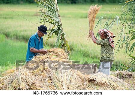 working in the rice terraces in sulawesi, Indonesia View Large Photo Image Stock Photograph - working in the rice terraces in sulawesi, Indonesia. Fotosearch