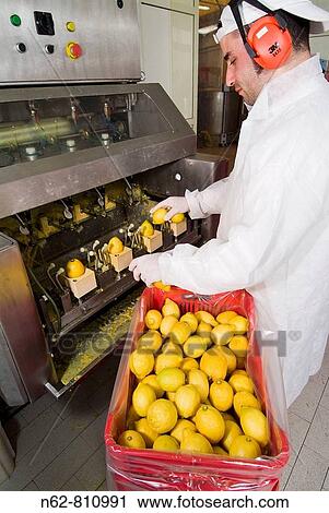 working on the lemon, in an industry typical Italian drink Limoncello Italian View Large Photo Image Stock Image - working on the lemon, in an industry typical Italian drink Limoncello Italian. Fotosearch
