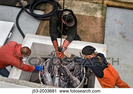 Workmen at waterfront seafood processing plant guiding bucket full of frozen albacore tuna as it is hoisted from fish hold in commercial fishing boat, Port of Ilwaco, Washington USA. View Large Photo Image Stock Image - Workmen at waterfront seafood processing plant guiding bucket full of frozen albacore tuna as it is hoisted from fish hold in commercial fishing boat, Port of Ilwaco, Washington USA.. Fotosearch