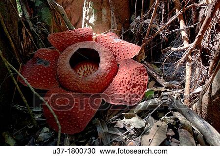 World largest wild flower Rafflesia taken at Gunung Gading National Parks, Lundu, Sarawak, Malaysia. View Large Photo Image Stock Image - World largest wild flower Rafflesia taken at Gunung Gading National Parks, Lundu, Sarawak, Malaysia.. Fotosearch