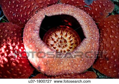 World largest wild flower Rafflesia taken at Gunung Gading National Parks, Lundu, Sarawak, Malaysia. View Large Photo Image Stock Photo - World largest wild flower Rafflesia taken at Gunung Gading National Parks, Lundu, Sarawak, Malaysia.. Fotosearch