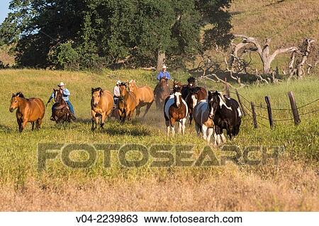 Wranglers (cowboys) rounding up horses, California, USA View Large Photo Image Stock Image - Wranglers (cowboys) rounding up horses, California, USA. Fotosearch