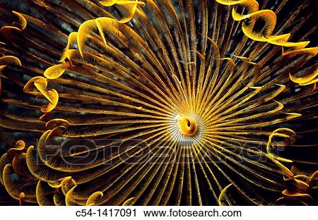 Stock Image - Wreathy-Tuft Tube Worm, Fan Worm (Spirographis spallanzanii), Eastern Atlantic, Galicia, Spain. Fotosearch