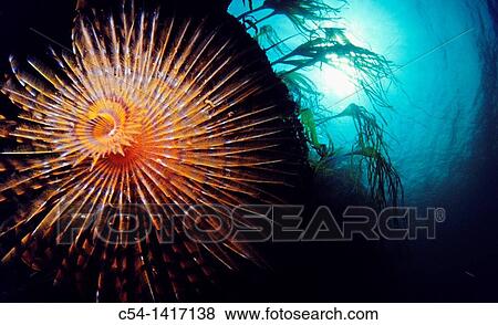 Wreathy-Tuft Tube Worm, Fan Worm (Spirographis spallanzanii), Eastern Atlantic, Galicia, Spain View Large Photo Image Stock Photo - Wreathy-Tuft Tube Worm, Fan Worm (Spirographis spallanzanii), Eastern Atlantic, Galicia, Spain. Fotosearch
