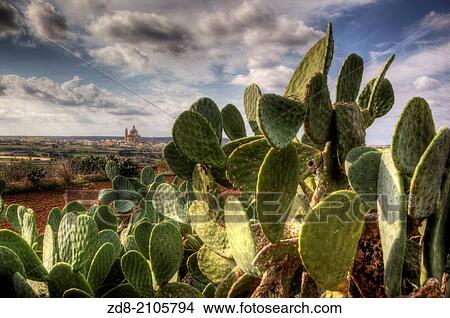 Picture - xewkija in gozo island. malta.. Fotosearch