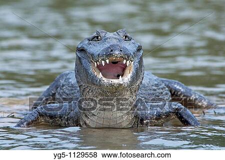 Stock Photo - Yacare, Caiman, Caiman yacare, Pantanal, Mato Grosso, Brazil. Fotosearch
