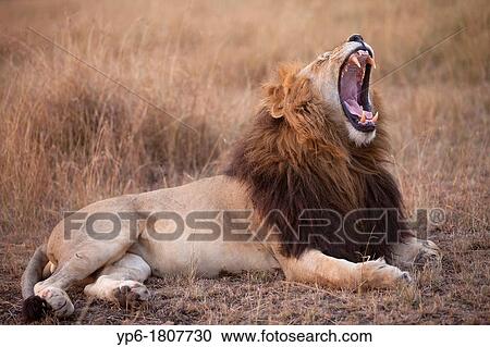 Stock Image - yawning Lion Panthera leo lying in savannah at dusk, Masai Mara, Kenya. Fotosearch