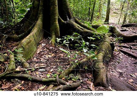YaxchilBn. Chiapas. Lacandon Forest. Mexico View Large Photo Image Stock Photography - YaxchilBn. Chiapas. Lacandon Forest. Mexico. Fotosearch