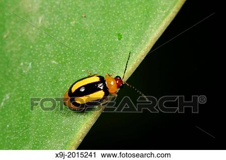 Yellow and Black color of beetle of borneo. View Large Photo Image Stock Image - Yellow and Black color of beetle of borneo.. Fotosearch