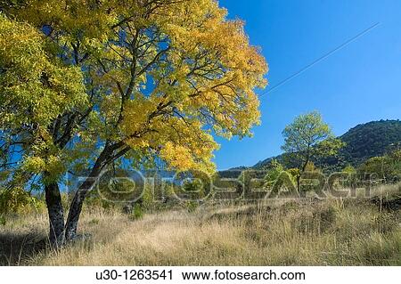 Yellow ash Fraxinus excelsior in autumn, in Navalmoral, next to Sierra de B? jar in Salamanca province, Biosphere Reserve of Sierra de B? jar and Francia View Large Photo Image Stock Image - Yellow ash Fraxinus excelsior in autumn, in Navalmoral, next to Sierra de B? jar in Salamanca province, Biosphere Reserve of Sierra de B? jar and Francia. Fotosearch