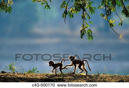 Stock Image - Yellow Baboon (Papio cynocephalus); 2 playful young in the early morning. South Luangwa National Park, Zambia.. Fotosearch