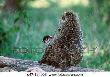 Yellow Baboon (Papio cynocephalus) and young. Masai Mara Natural Reserve, Kenya View Large Photo Image Stock Image - Yellow Baboon (Papio cynocephalus) and young. Masai Mara Natural Reserve, Kenya. Fotosearch