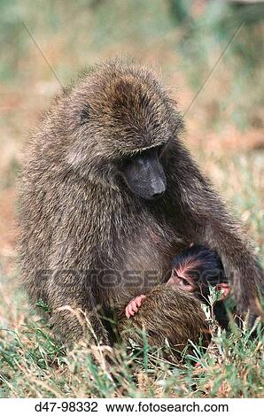 Yellow Baboon (Papio cynocephalus) female and infant, Samburu Game Reserve. Kenya View Large Photo Image Stock Image - Yellow Baboon (Papio cynocephalus) female and infant, Samburu Game Reserve. Kenya. Fotosearch