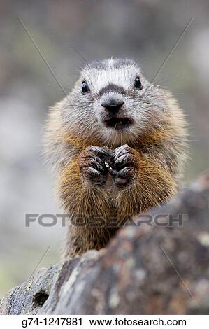 Yellow-bellied Marmot View Large Photo Image Stock Image - Yellow-bellied Marmot. Fotosearch