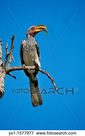 Yellow Billed Hornbill, tockus flavirostris, Adult standing on Branch, Caterpillar in its Beak, Kenya View Large Photo Image Stock Photo - Yellow Billed Hornbill, tockus flavirostris, Adult standing on Branch, Caterpillar in its Beak, Kenya. Fotosearch