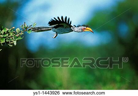 YELLOW BILLED HORNBILL tockus flavirostris, ADULT IN FLIGHT, KENYA View Large Photo Image Stock Photograph - YELLOW BILLED HORNBILL tockus flavirostris, ADULT IN FLIGHT, KENYA. Fotosearch