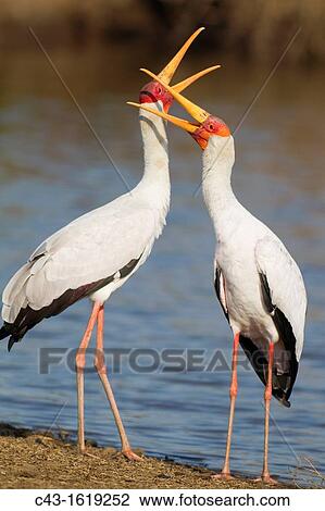 Stock Image - Yellow-billed Stork Mycteria ibis - Loving pair male on the left during the breeding season at the lakeshore Sunset Dam, Kruger National Park, South Africa. Fotosearch