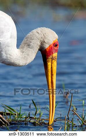 Yellow-billed Stork Mycteria ibis, fishing, Chobe river, Chobe National Park, Botswana View Large Photo Image Stock Image - Yellow-billed Stork Mycteria ibis, fishing, Chobe river, Chobe National Park, Botswana. Fotosearch