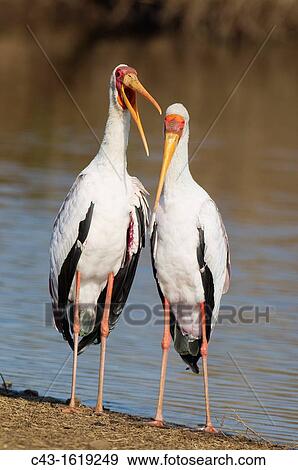 Yellow-billed Stork Mycteria ibis - Loving pair male on the left during the breeding season at the lakeshore Sunset Dam, Kruger National Park, South Africa View Large Photo Image Stock Photo - Yellow-billed Stork Mycteria ibis - Loving pair male on the left during the breeding season at the lakeshore Sunset Dam, Kruger National Park, South Africa. Fotosearch