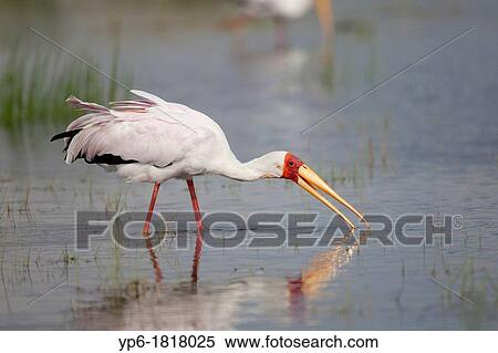 Stock Photography - Yellow-billed Stork Mycteria ibis foraging in lake, Lake Nakuru National Park, Kenya. Fotosearch