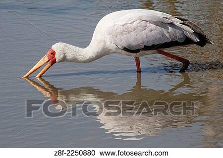 Stock Image - Yellow-Billed Stork with it's bill in the water. (Ibis ibis). Serengeti National Park, Tanzania.. Fotosearch