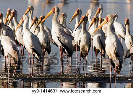 Yellow-Billed Storks - Lake Nakuru National Park, Kenya View Large Photo Image Stock Photo - Yellow-Billed Storks - Lake Nakuru National Park, Kenya. Fotosearch