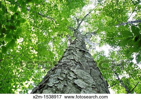 Yellow Birch Betula alleghaniensis in a old-growth, northern hardwood forest along the Saco River Trail during the summer months in Crawford Notch State Park of the White Mountains, New Hampshire USA View Large Photo Image Stock Photo - Yellow Birch Betula alleghaniensis in a old-growth, northern hardwood forest along the Saco River Trail during the summer months in Crawford Notch State Park of the White Mountains, New Hampshire USA. Fotosearch