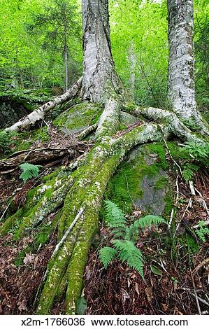 Yellow birch on the rocky hillside of Mount Blue in Kinsman Notch of the White Mountains, New Hampshire USA View Large Photo Image Stock Photograph - Yellow birch on the rocky hillside of Mount Blue in Kinsman Notch of the White Mountains, New Hampshire USA. Fotosearch