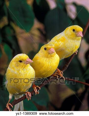 Yellow Canaries, serinus canaria, Adults standing on Branch View Large Photo Image Stock Photo - Yellow Canaries, serinus canaria, Adults standing on Branch. Fotosearch