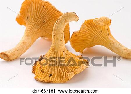 Yellow chanterelle (Cantharellus cibarius) View Large Photo Image Stock Image - Yellow chanterelle (Cantharellus cibarius). Fotosearch