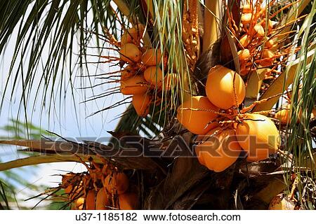 Yellow coconut tree View Large Photo Image Stock Image - Yellow coconut tree. Fotosearch