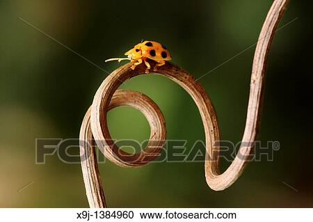 Stock Image - yellow color of ladybird. Fotosearch